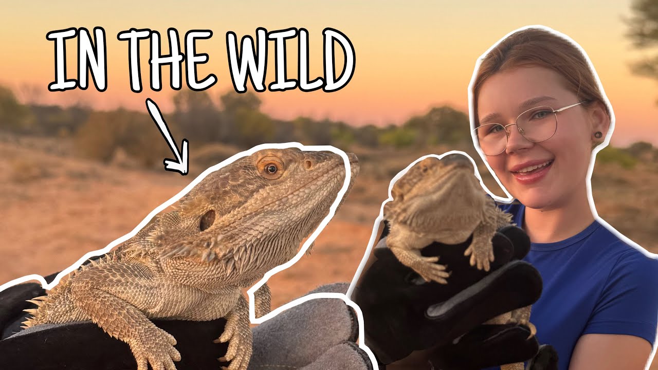 BEARDED DRAGONS In The WILD | Herping Australia PART THREE
