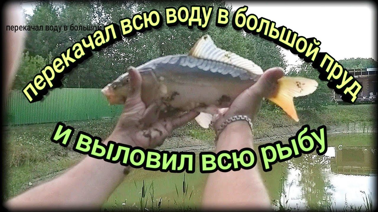 выловил всю рыбу с откачанного пруда