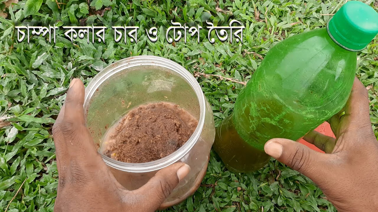 হিট খাওয়া মাছের জন্য চাম্পা কলার চার ও টোপ তৈরি। খুব সহজেই বানিয়ে ফেলুন চাম্পা কলার চার।