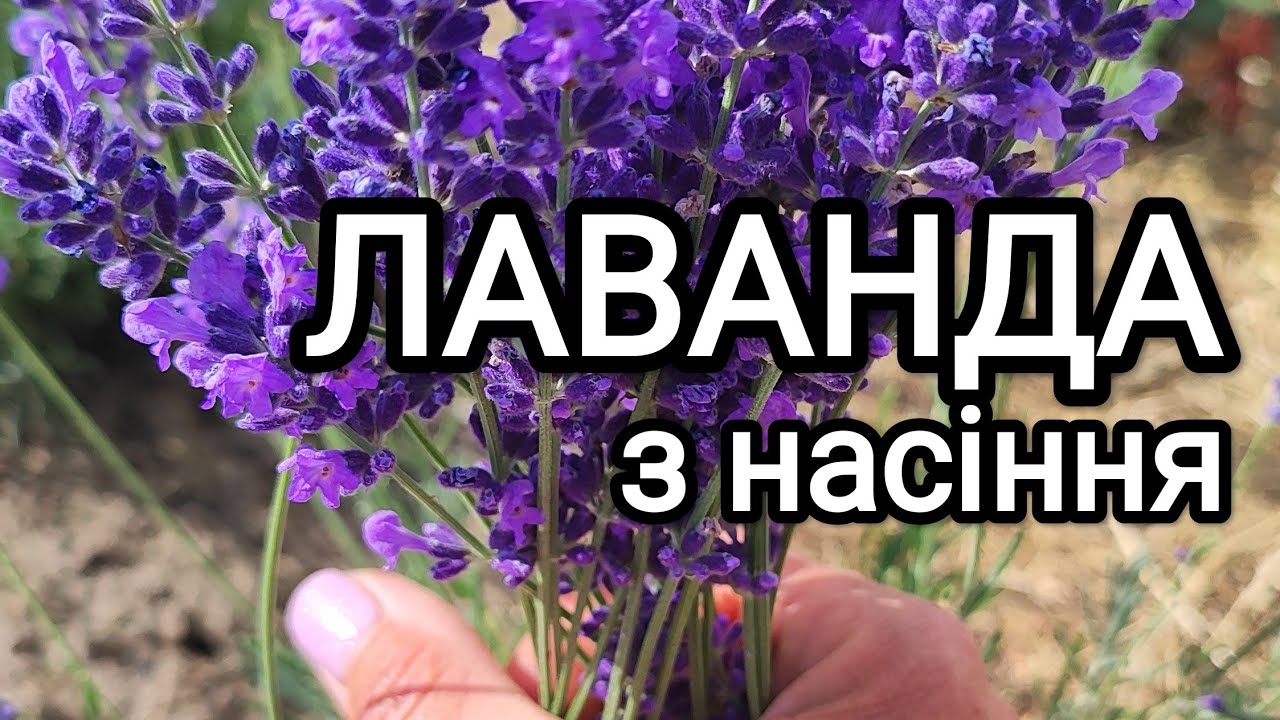 Розмноження лаванди насінням і живцями.Як отримати багато кущів лаванди #лаванда#розмноженнялаванди