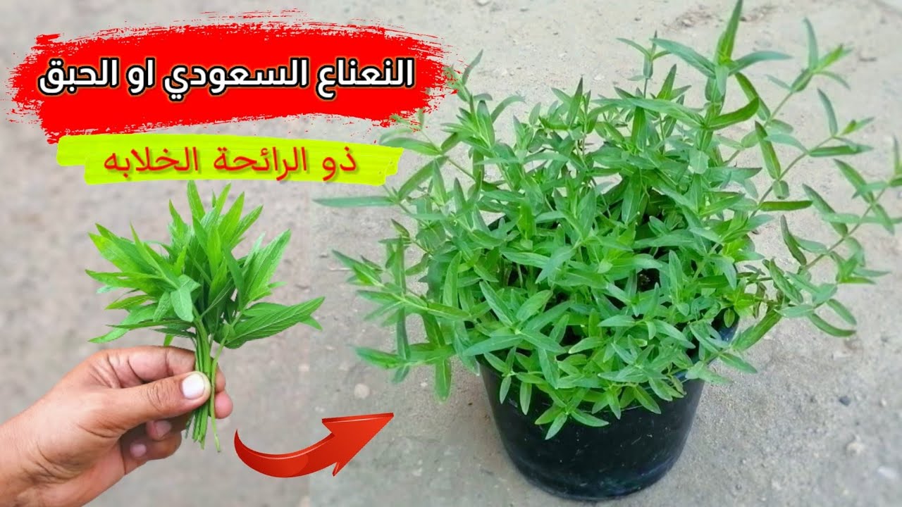 أفضل طريقة للأكثار من النعناع السعودي او الحبق بالعقلة الطرفية