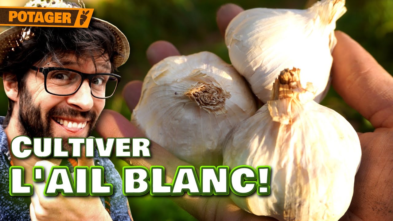 🧄 Cultiver l&rsquo;Ail Blanc : La M&eacute;thode Simple Pour une R&eacute;colte XXL ! 🌱