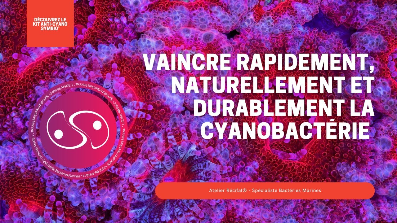 Éliminer la Cyanobactérie en Récifal - Atelier Récifal®
