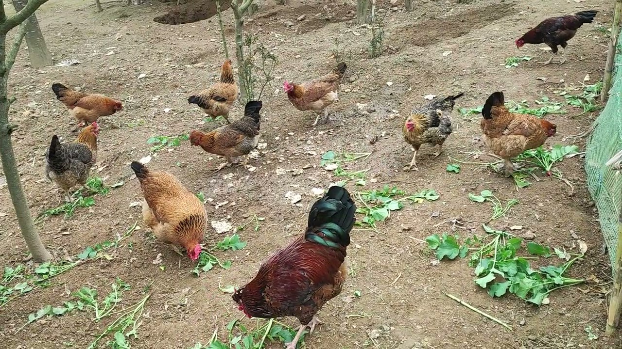 Rooster Sunrise & Village Life