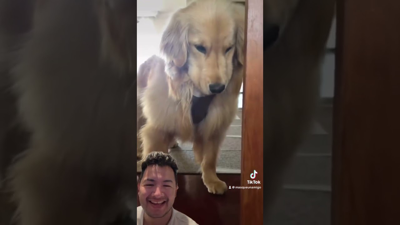 Perros reaccionando a las flatulencias 😆🤢💨 #funny #miradacanina #pets #cachorrosdivertidos #perro