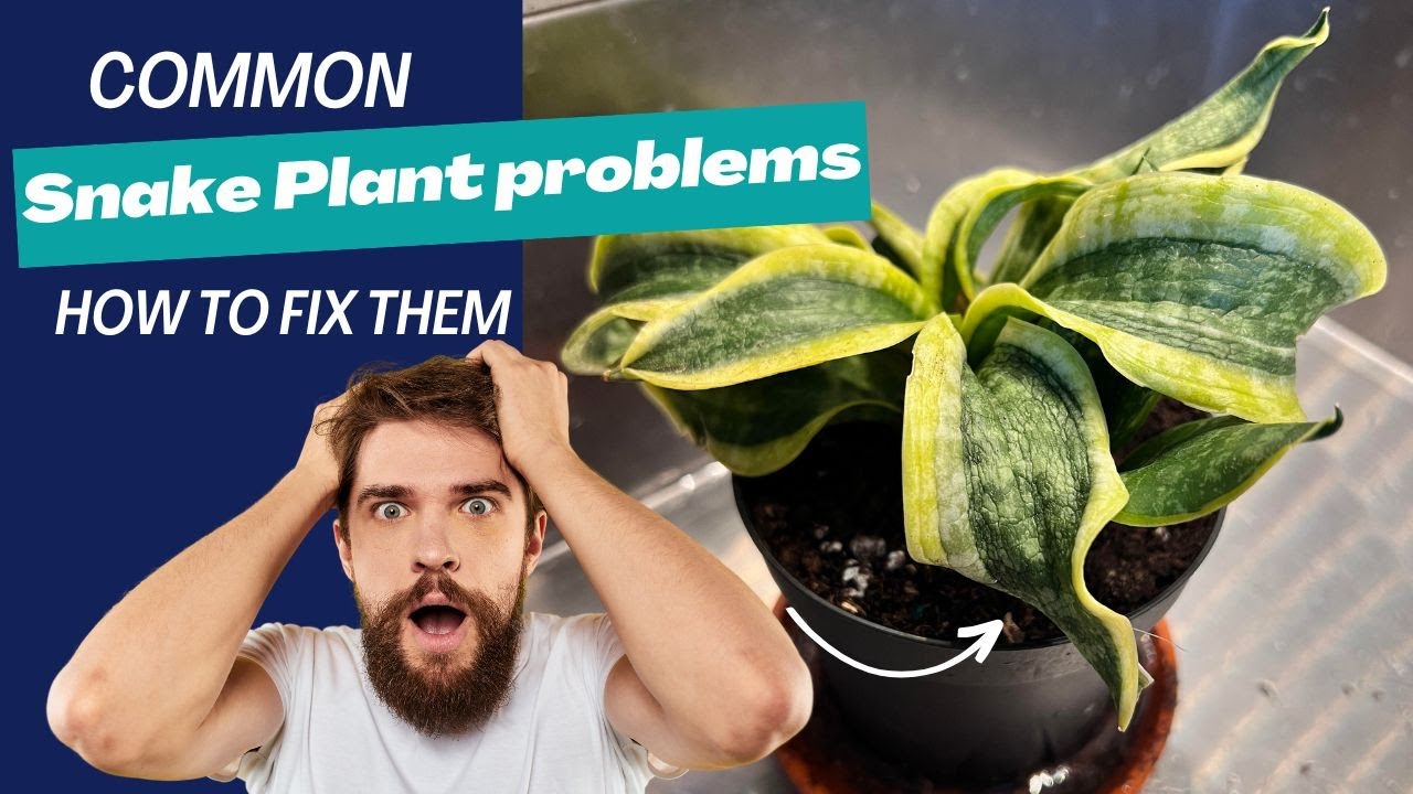 Top 7 Snake Plant Problems and Their Quick Fixe | Problems Sansevieria & How To Fix Them
