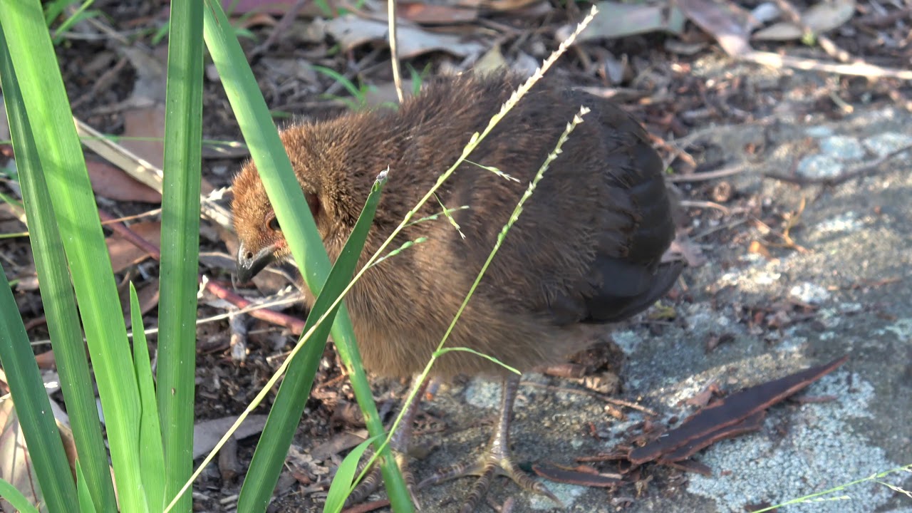 Australian Baby Brush Turkey (bush turkey) HQ