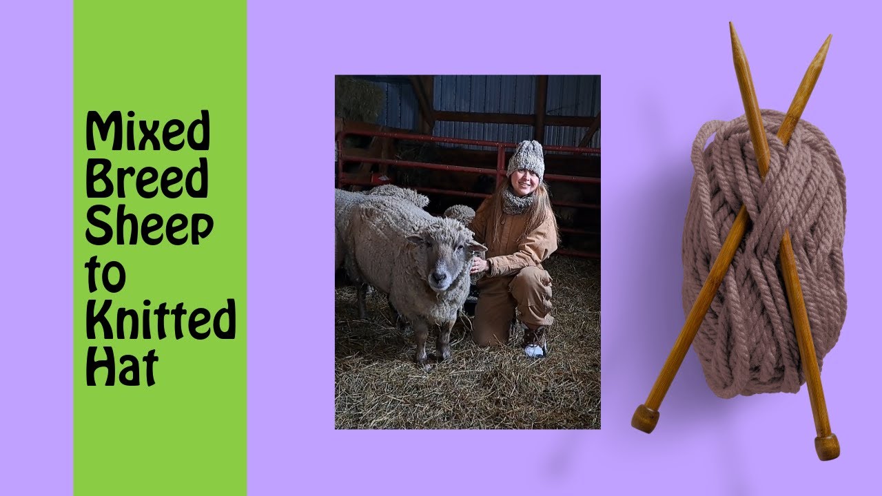 Mixed Breed Sheep to Knitted Hat
