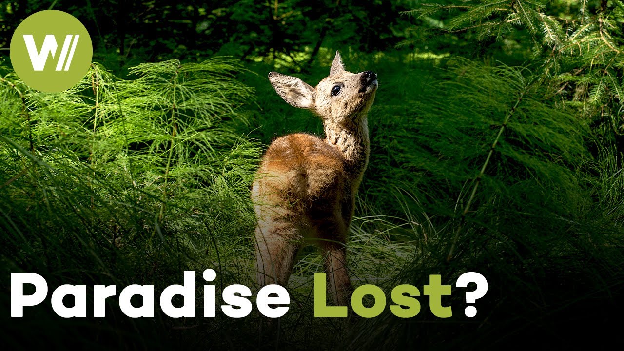 Wildlife Haven on the Brink: Can We Save Europe's Last Wild Meadows? (Documentary, 2019)