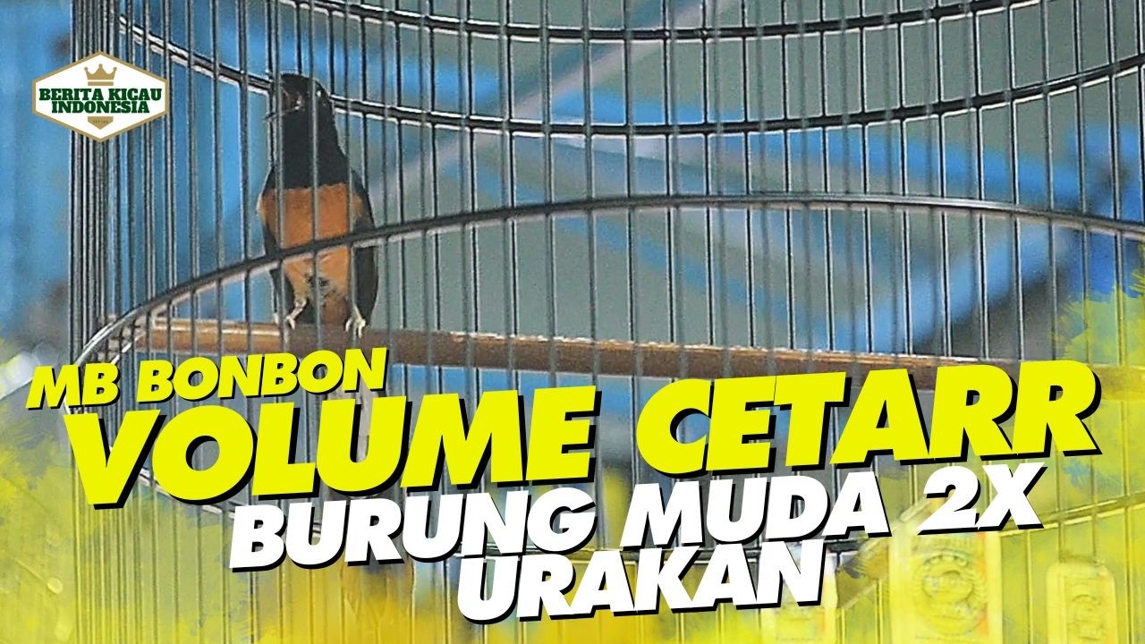 MB BONBON JUARA SATU MUTLAK DI LAPANGAN BANTENG‼️😱