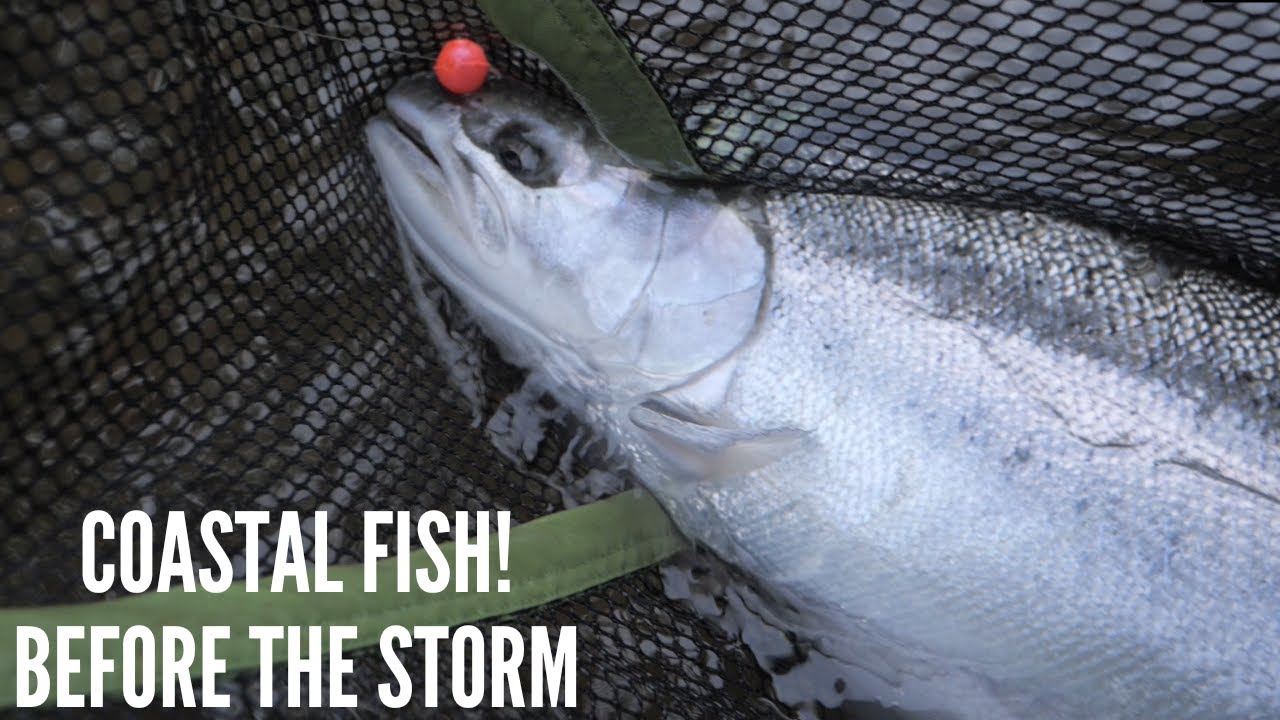 Gorgeous Wild Steelhead On The Coast | Amazing Fish | STORM Came Through!