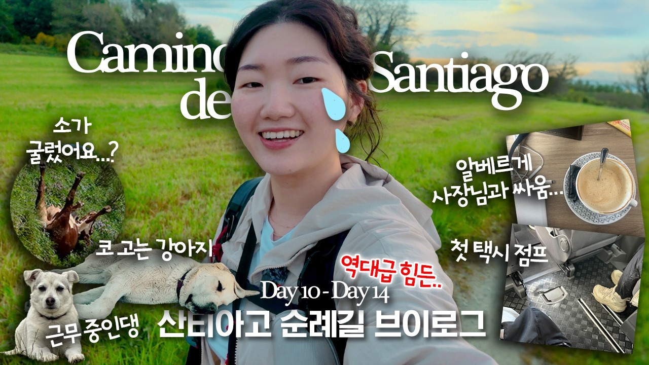 Day 10 - 14 of Camino de Santiago | WHAT IS HAPPENING 🙃 cows rolling down, fighting in albergues etc