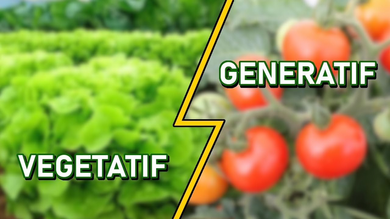 Apa itu masa Vegetatif dan Masa Generatif pada tanaman?