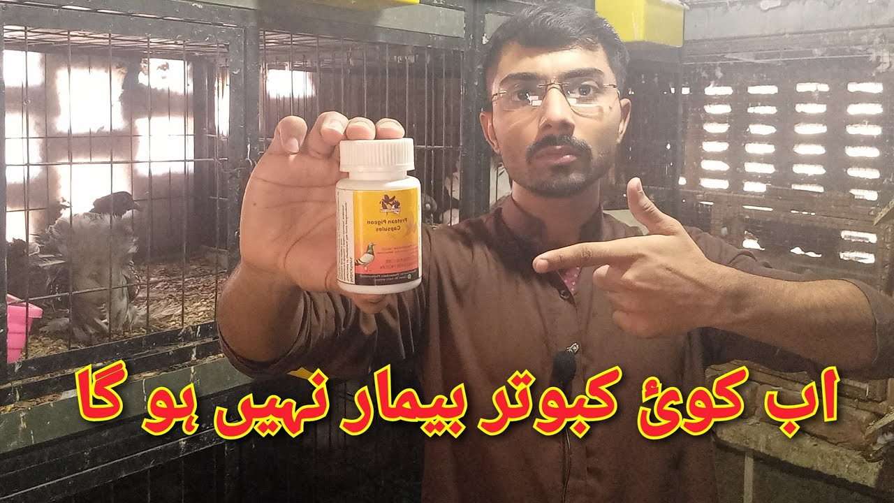 Magical Treatment Of All Pigeon Disease Ab Koi Kabootar Beemar Nhi Ho Ga No Death Protean Capsules