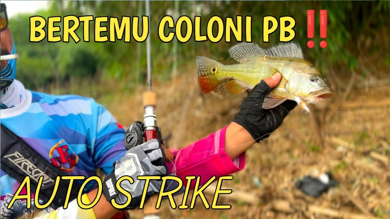 BERTEMU COLONI PEACOCK BASS AUTO STRIKE SEMUA || MANCING PEACOCK BASS JATILUHUR #peacockbass