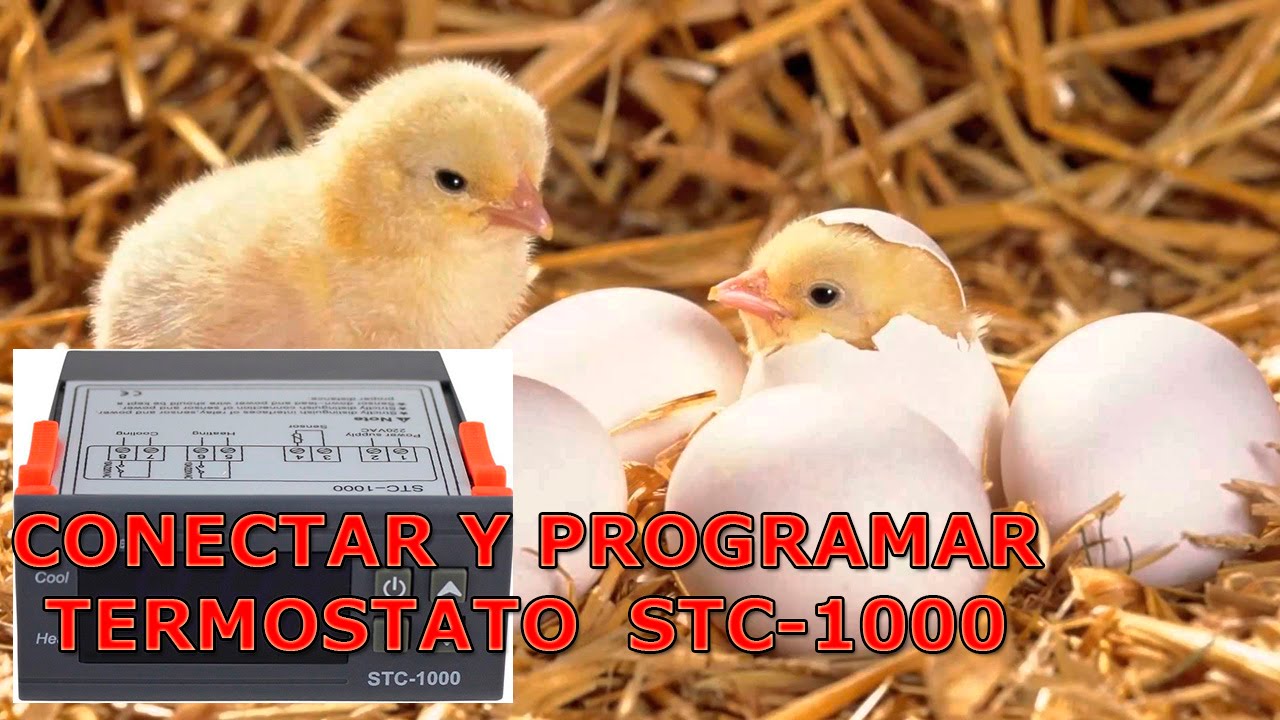 🔌CONECTAR Y PROGRAMAR ⚡Termostato STC-1000 ⚡Digital Incubadoras, Acuarios, Nacedoras, Terrarios