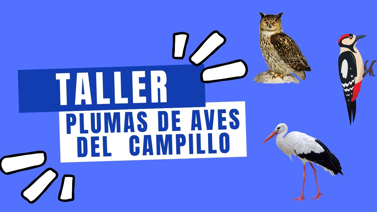 Aprende a identificar las plumas de las aves del Parque Regional del Sureste - Centro Campillo