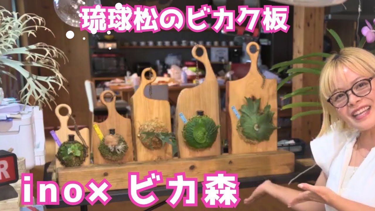 Platycerium ウィリンキーナノを琉球松のビカクいたに付けたら、めちゃくちゃかっこいい‼️