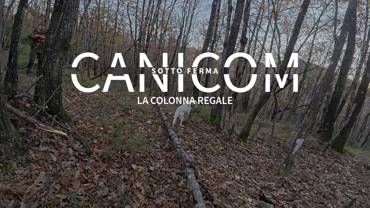 HUNTING WITH CANICOM | Sotto Ferma | La Colonna Regale