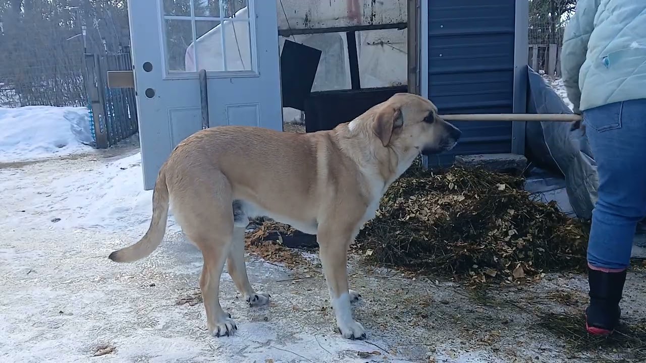 Come sit and watch me clean a duck coop