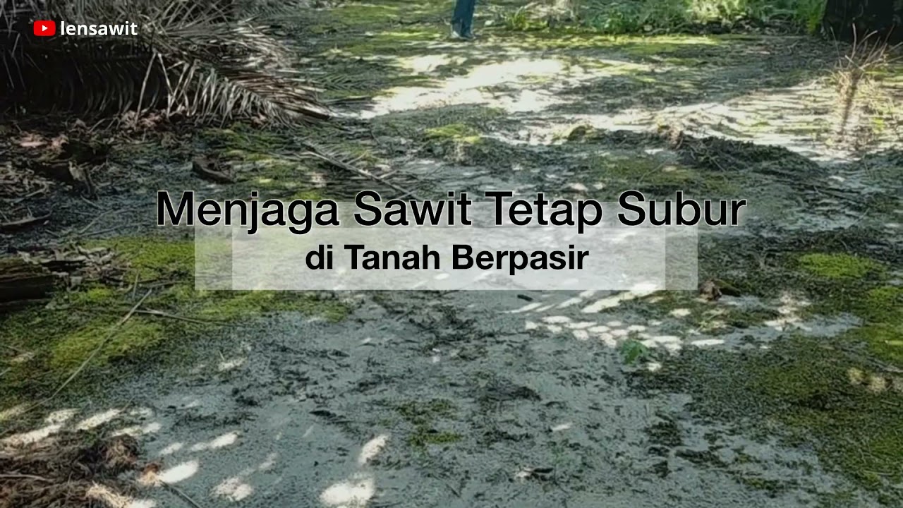 Menjaga Sawit Tetap Subur di Tanah Berpasir