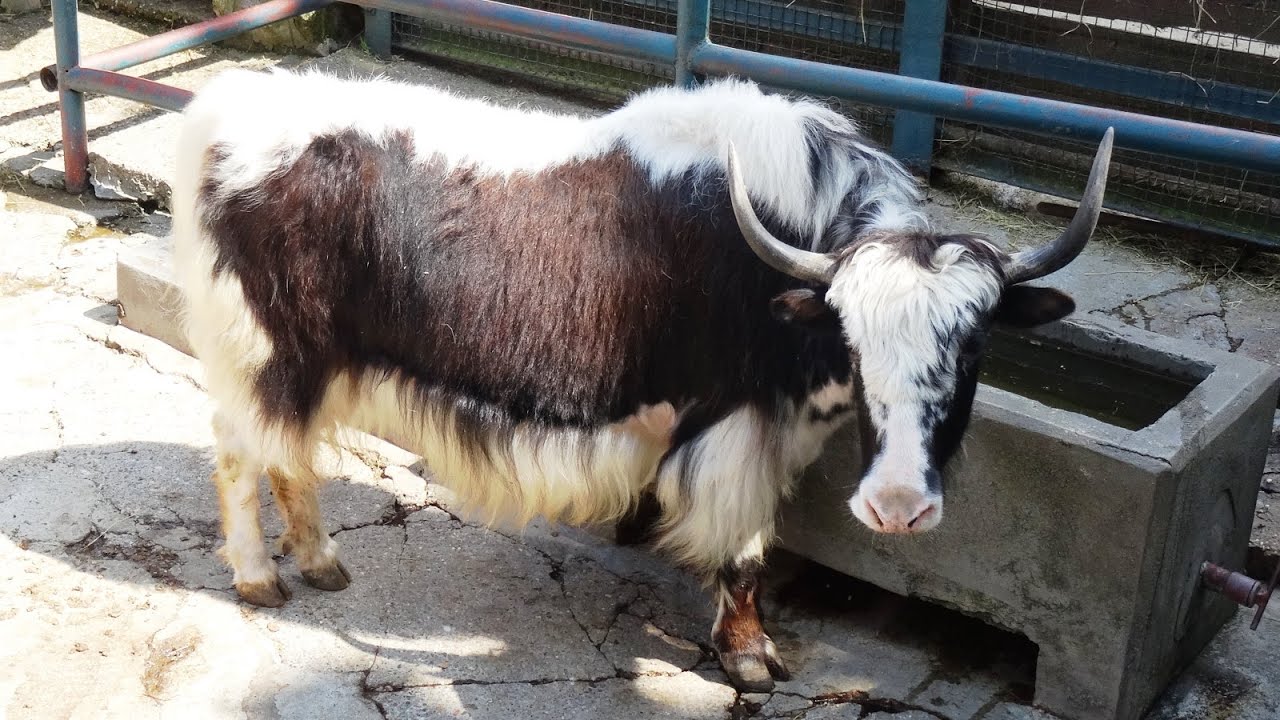 Yak - Belgrade Zoo