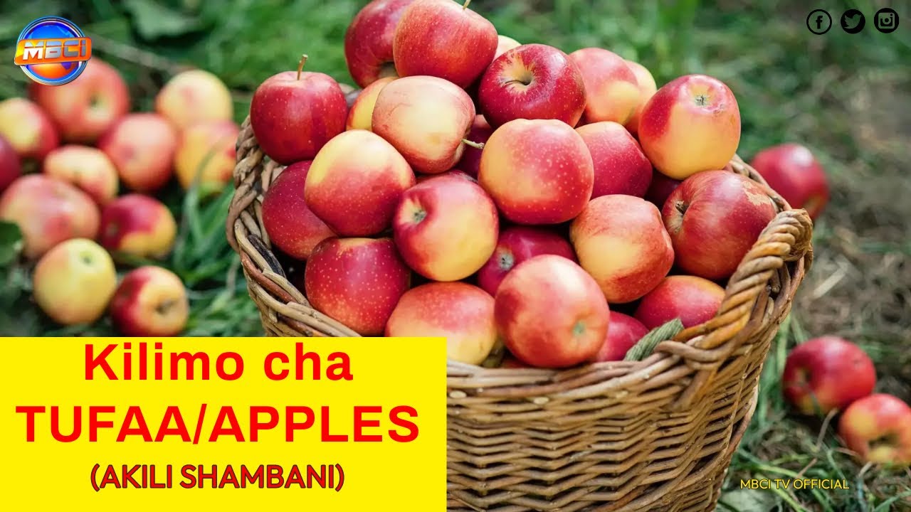 THE SECRET BEHIND GREAT APPLE FARMING -  Kilimo cha Tufaa (LAIKIPIA COUNTY, KENYA) || AKILI SHAMBANI
