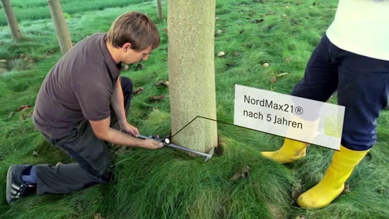 WeGrow: Der Film (Kiribaum, Kiri-Baum, Paulownia, kiri tree, KiriFonds)