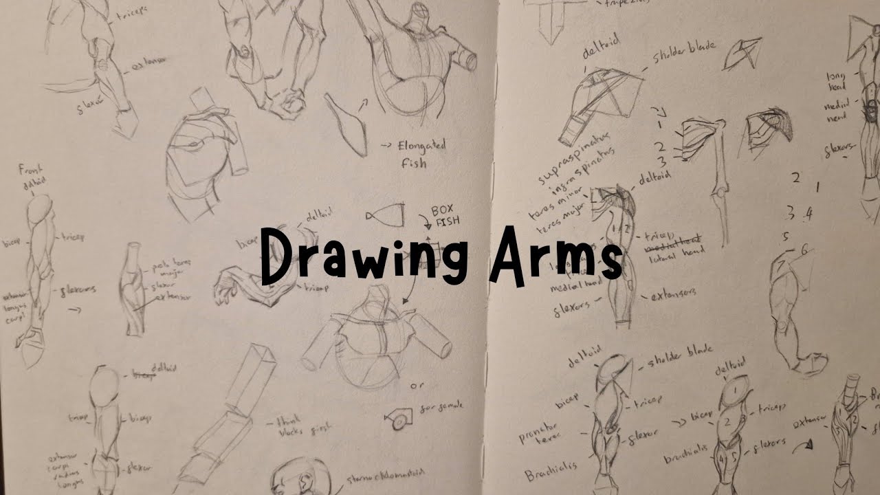 (Anatomy Series Revised) PART 1: Drawing Arms