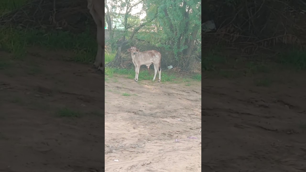 mat le fopu man ja (मुझे आवारा मत छोड़ रे मानव) 