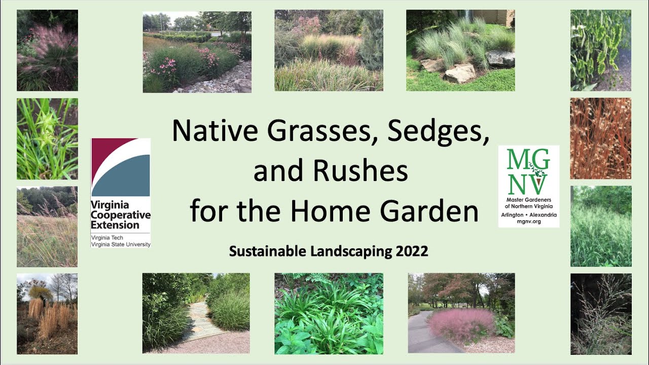 Native Grasses, Sedges, and Rushes for the Home Garden, 2022