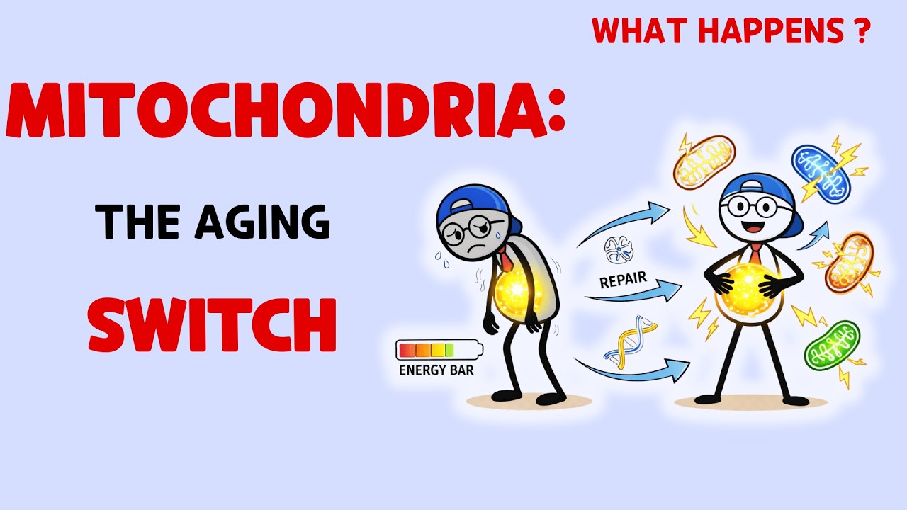 Reverse Aging by Repairing Your Mitochondria (Step-by-Step Plan)