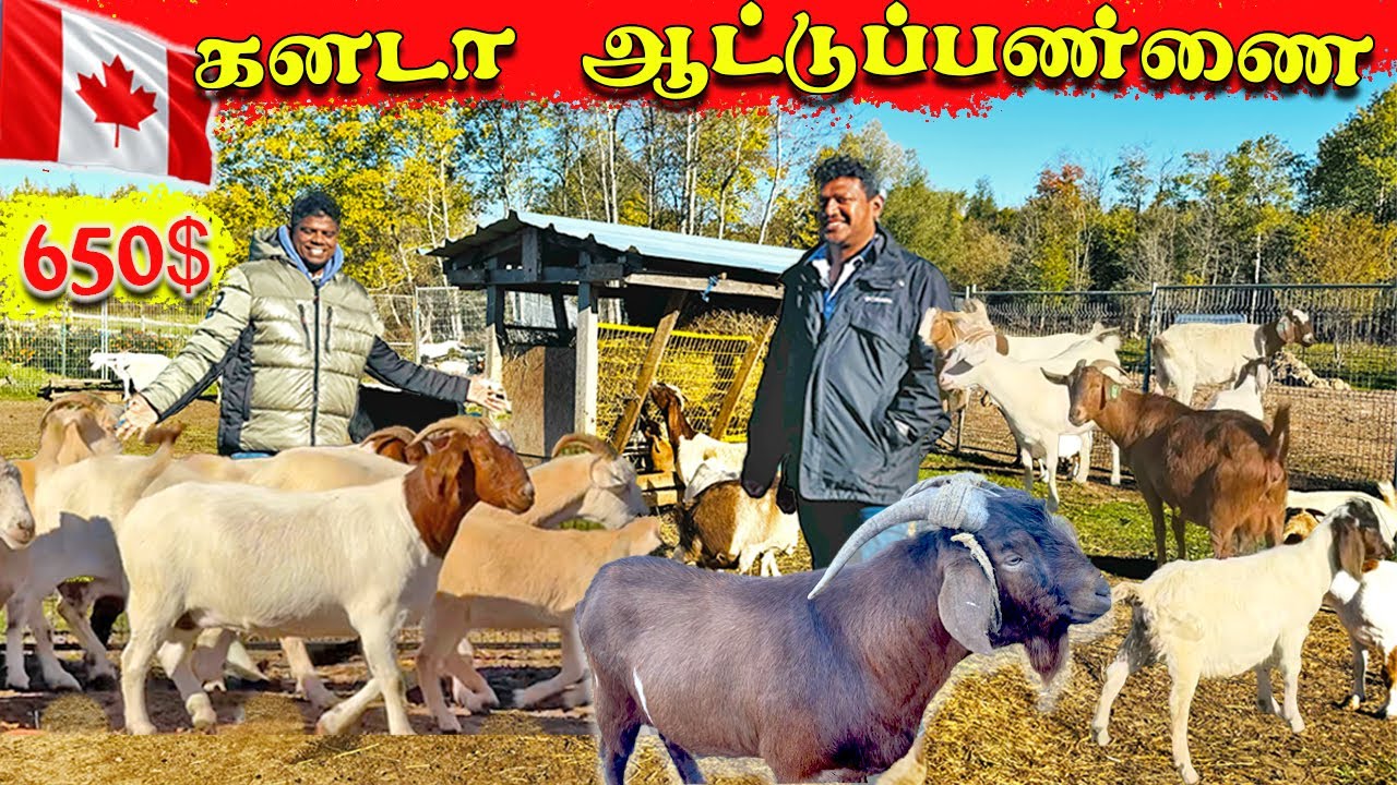 கனடாவில் தமிழரின்  🐐 ஆட்டுபண்ணை! Canada Goat Farm ,