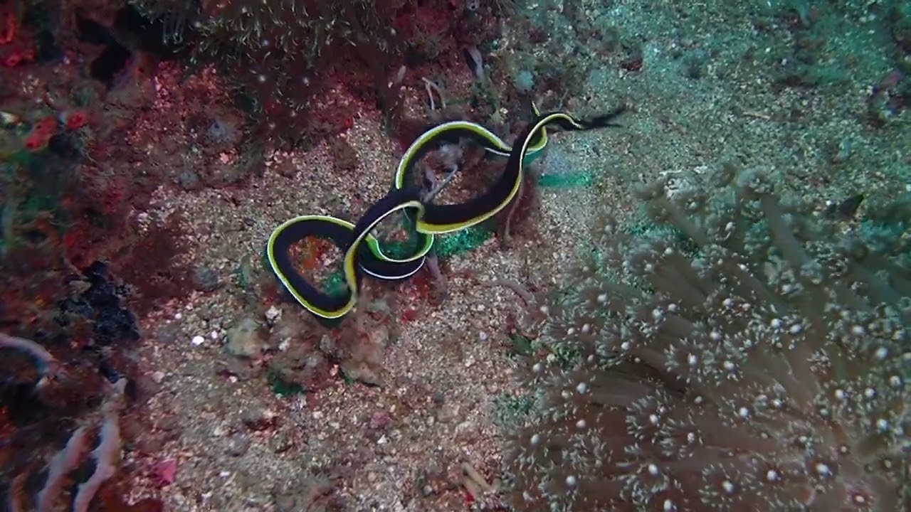 Swimming ribbon eel (Rhinomuraena quaesita), Lembeh Strait, North Sulawesi, Indonesia.