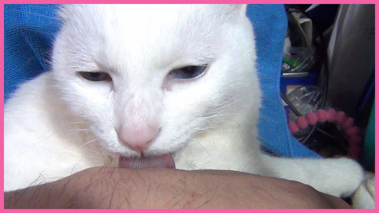毛繕いのついでに手を舐めてくれる白猫ユキ Yuki licks my hand while grooming
