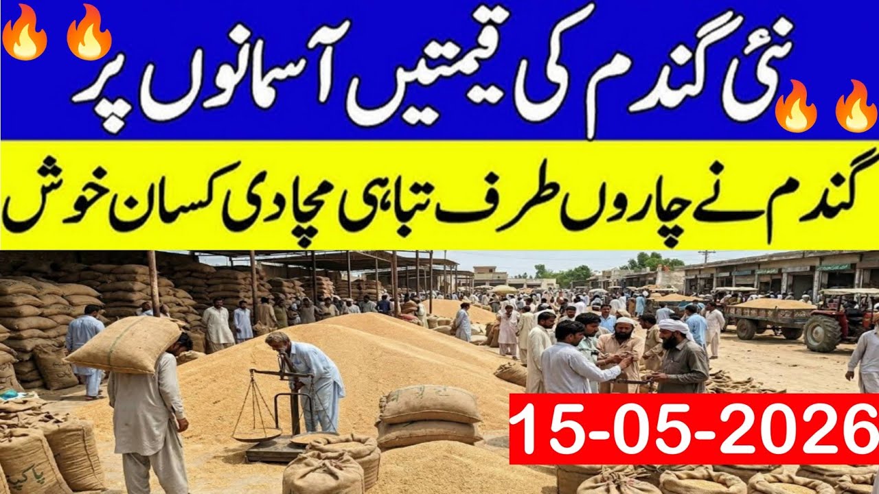 Today Wheat price in punjab//گندم کا ریٹ2026/munji makki till sarso/Galla mandi rate today 2026