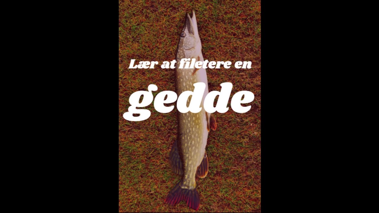 L&aelig;r at filetere en gedde