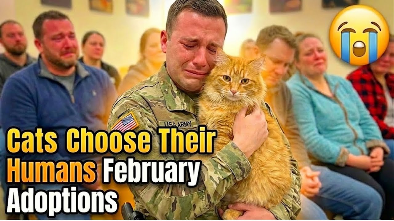 When Cats Choose Their Humans 🥹— Adoption Moments February 2026 #animalrescue #animalshelter