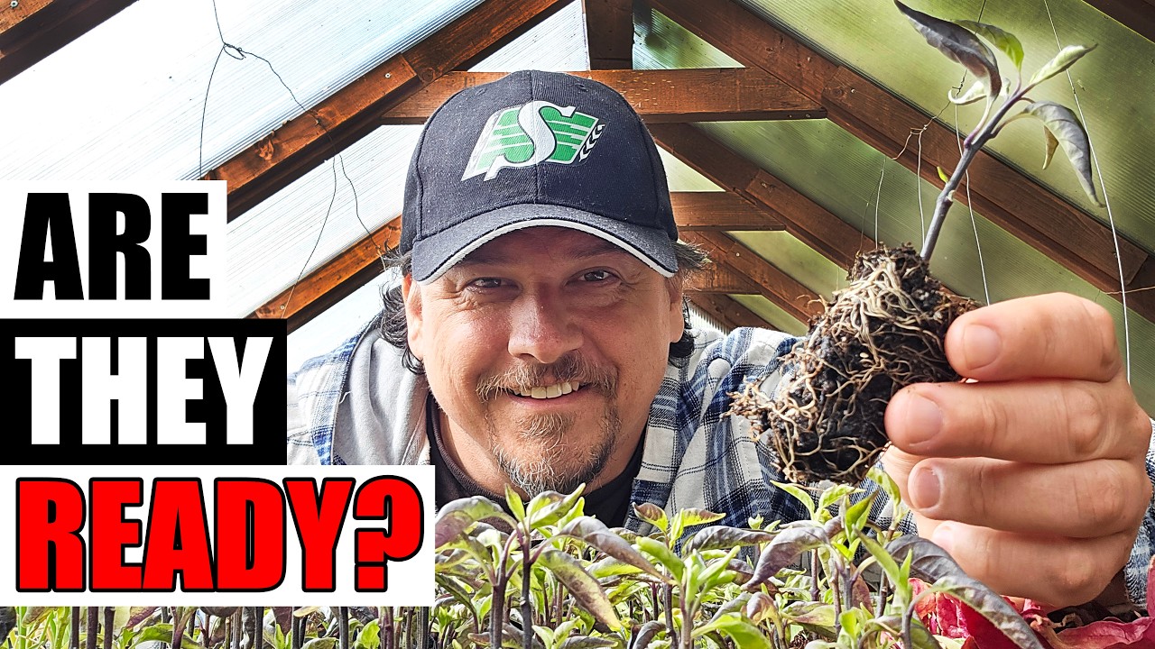 When To Plant Peppers? - Garden Quickie Episode 282