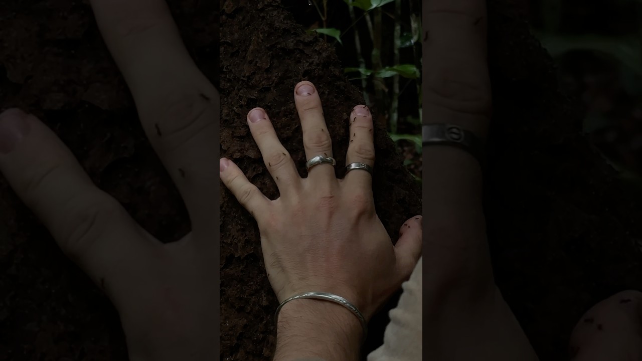 100 укусов муравьев вместо 100 укусов комаров. Вы бы пошли на такую ​​сделку?