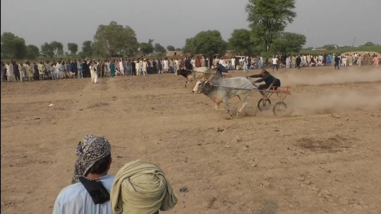 New Oxl Race  22 October 2023 نیو بیل ریس 18میاں محمود سہو علا  بووجی کسروالا چک نمبر