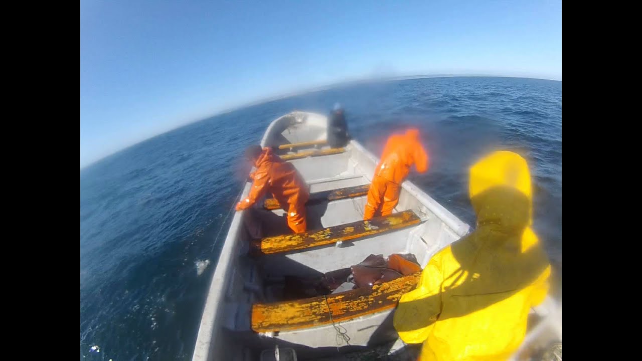 pesca del calamar rojo de humbold /