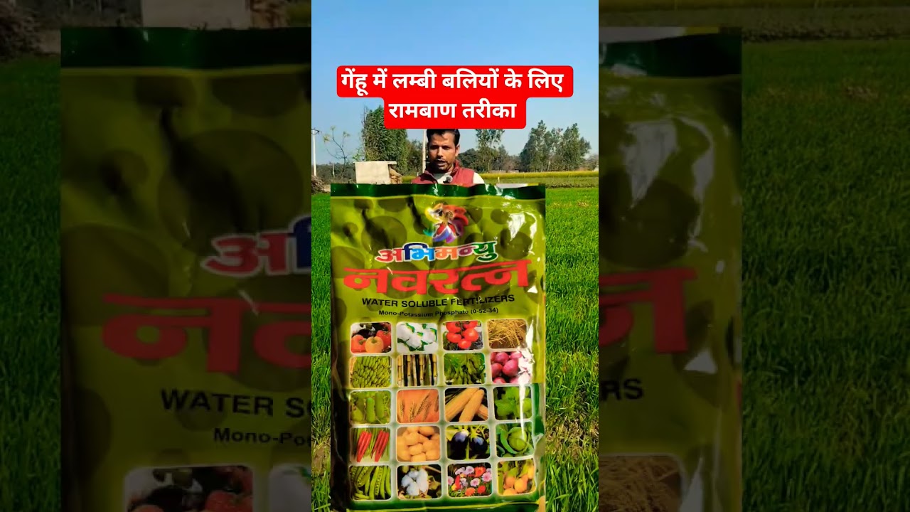 गेहूं में अधिक पैदावार के लिए रामबाण तरीका 