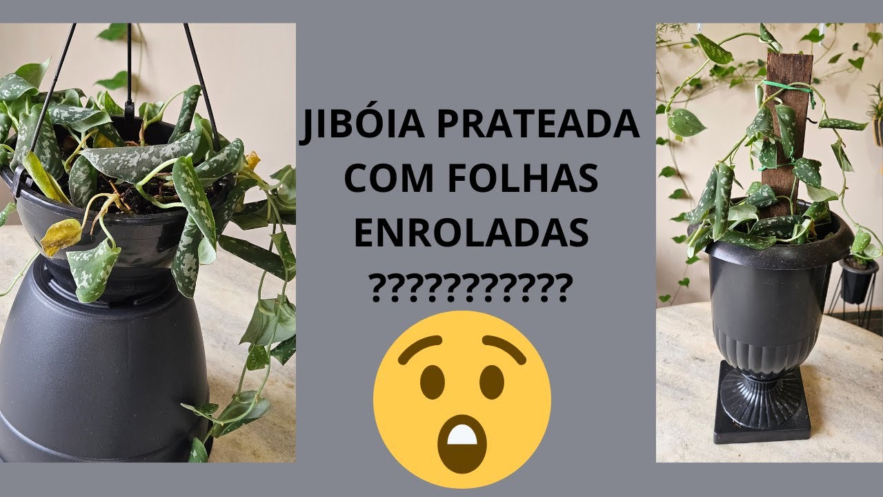 JIBÓIA PRATEADA COM FOLHAS ENROLADAS
