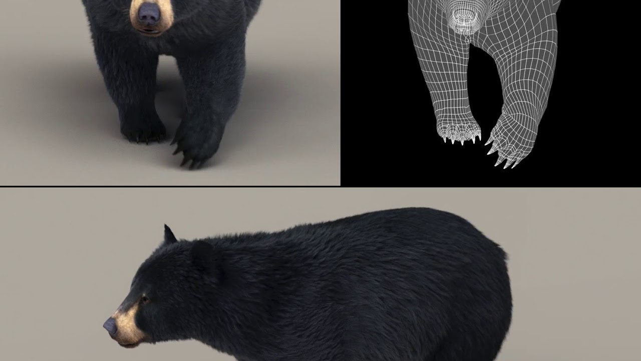 Black bear - walk animation test