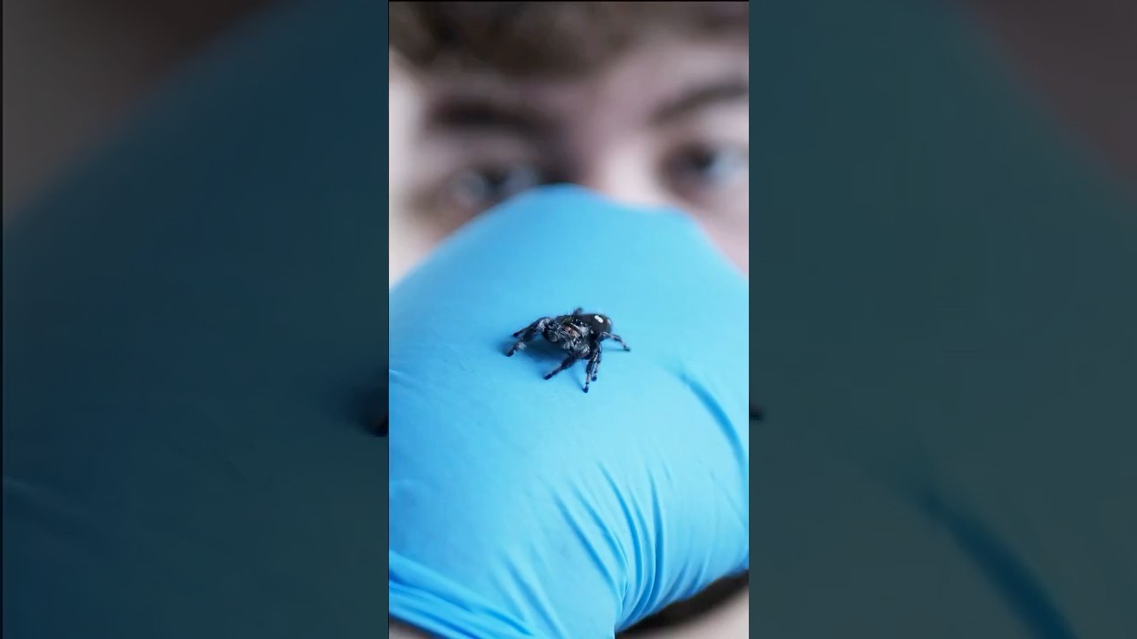 COME SI TIENE UN RAGNO SALTATORE IN 30 SECONDI! #tarantula #ragnosaltatore #jumpingspiders