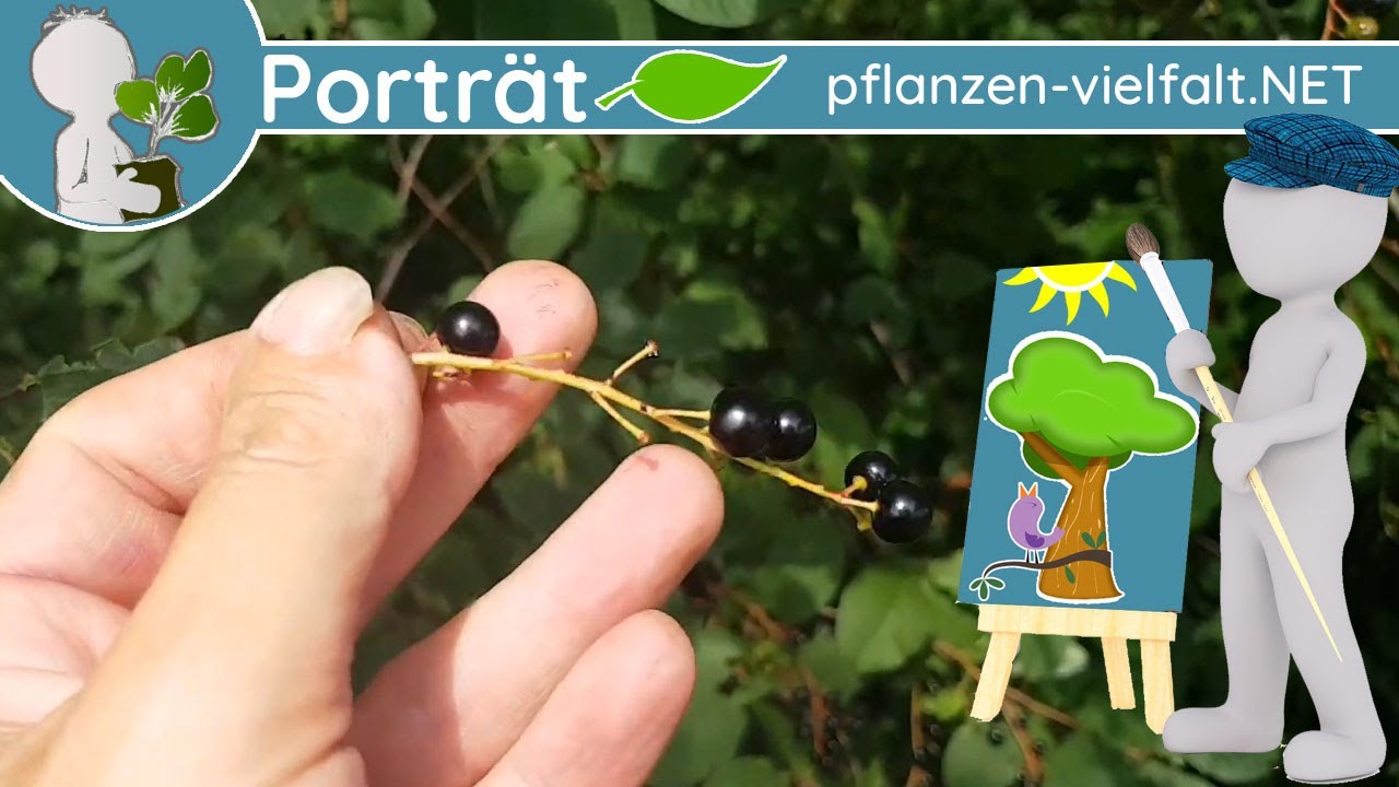 🌳🖼️ Porträt 06 - Gewöhnliche Traubenkirsche (Prunus padus) - Baum-Steckbrief (Essbar)
