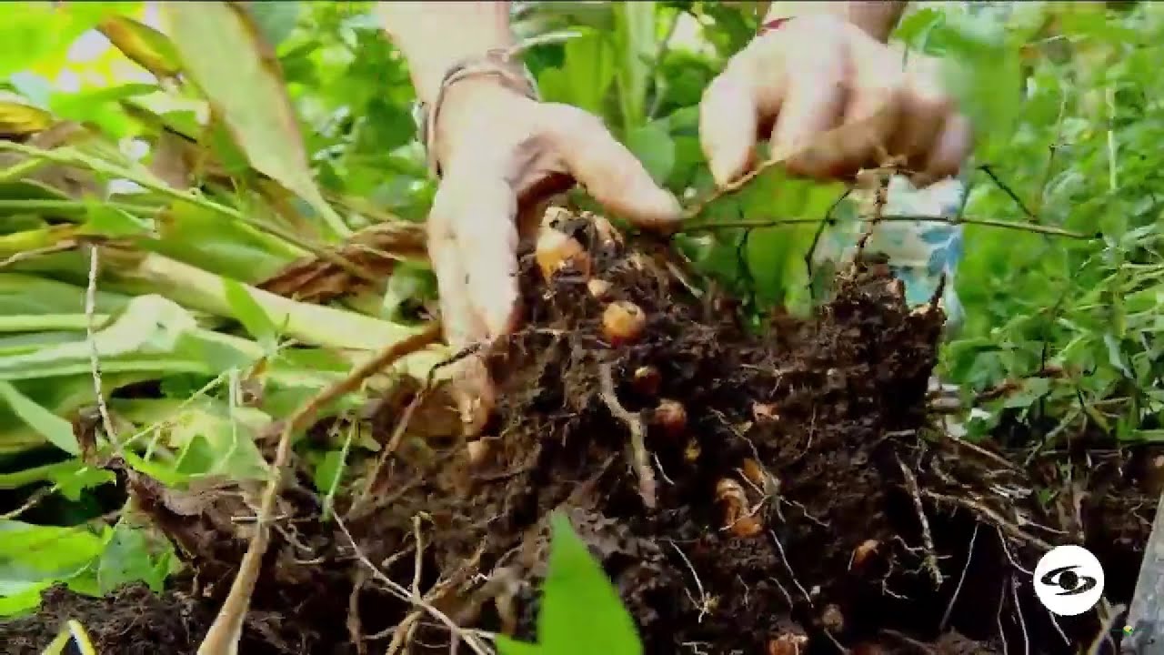 Factores que intervienen en el cultivo de cúrcuma y que debe tener muy en cuenta - La Finca de Hoy