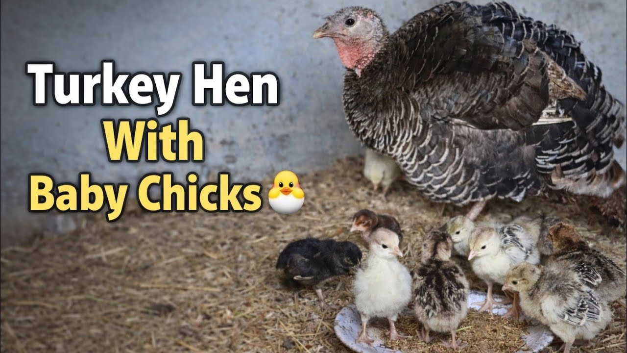 Mother Turkey With Baby Chicks | Newborn Turkey Poults