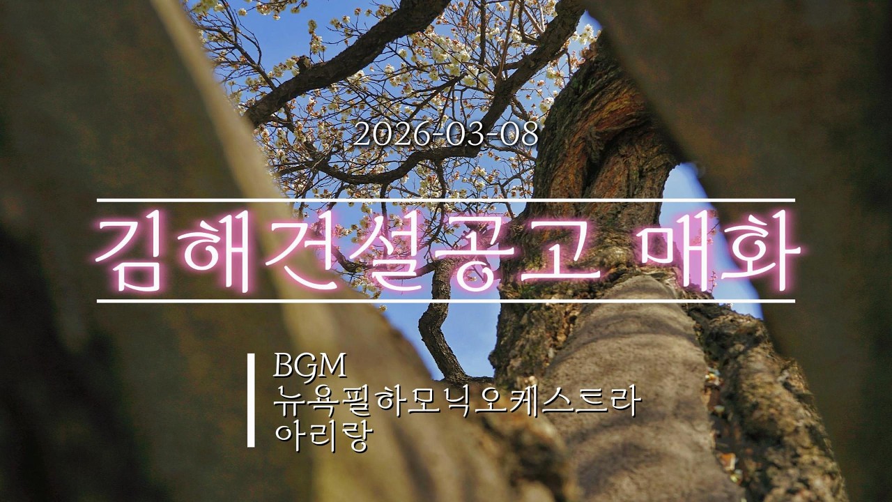 은은한 이 향기를 / 김해건설공고 매화 2026.3.8 / Photographer 배성룡